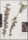 Foto von Salix caprea L. x Salix eleagnos Scop.